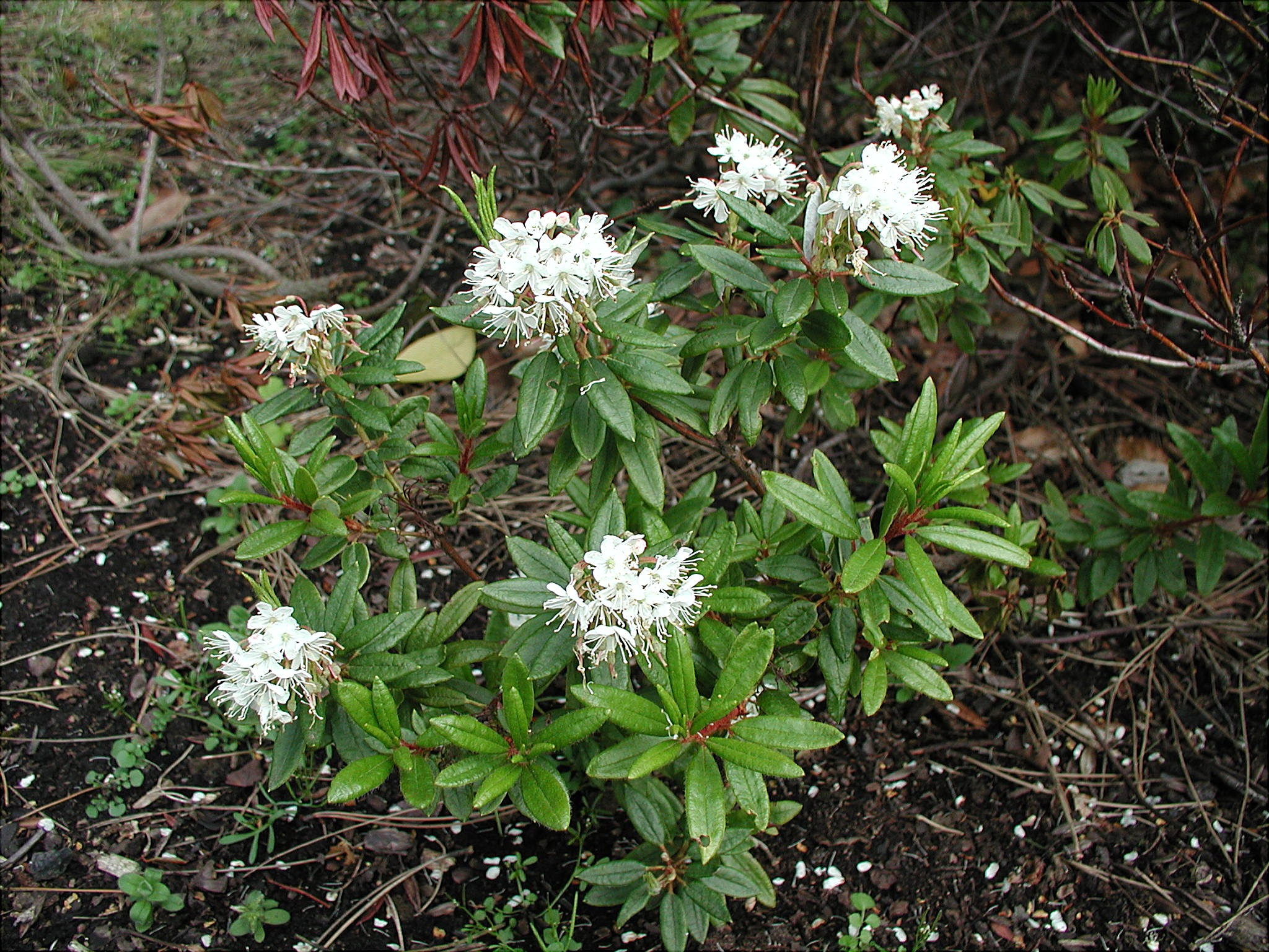 Багульник Гренландский (Ledum groenlandicum)